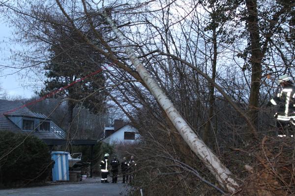 Umgestürzter Baum im Ortsteil Kitzeberg