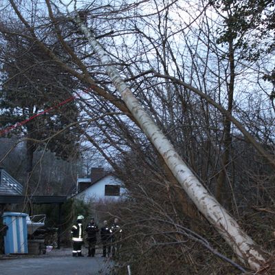 Umgestürzter Baum im Ortsteil Kitzeberg