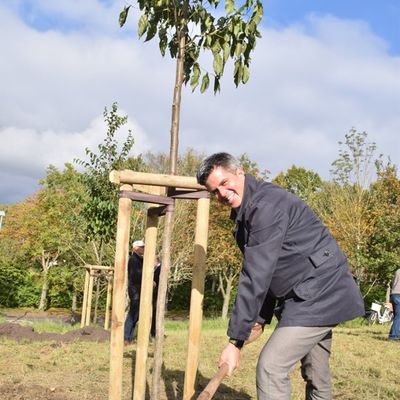 Bild vergr&ouml;&szlig;ern: Der HGV-Baum mit Thomas Pekrun bei der Arbeit.