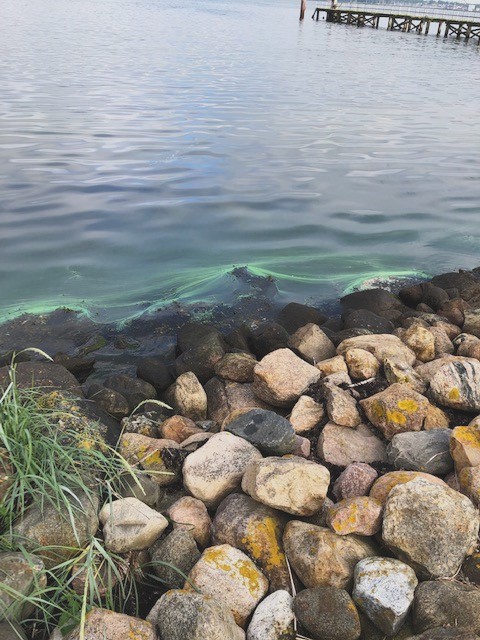 Die grünlich schimmernden Algen im Uferbereich des Heikendorfer Freistrandes sind  unbedenklich.