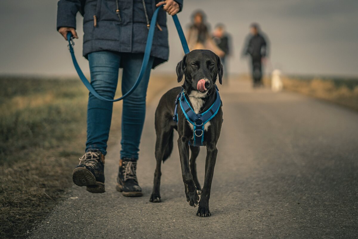 Angeleinter Hund beim Spaziergang